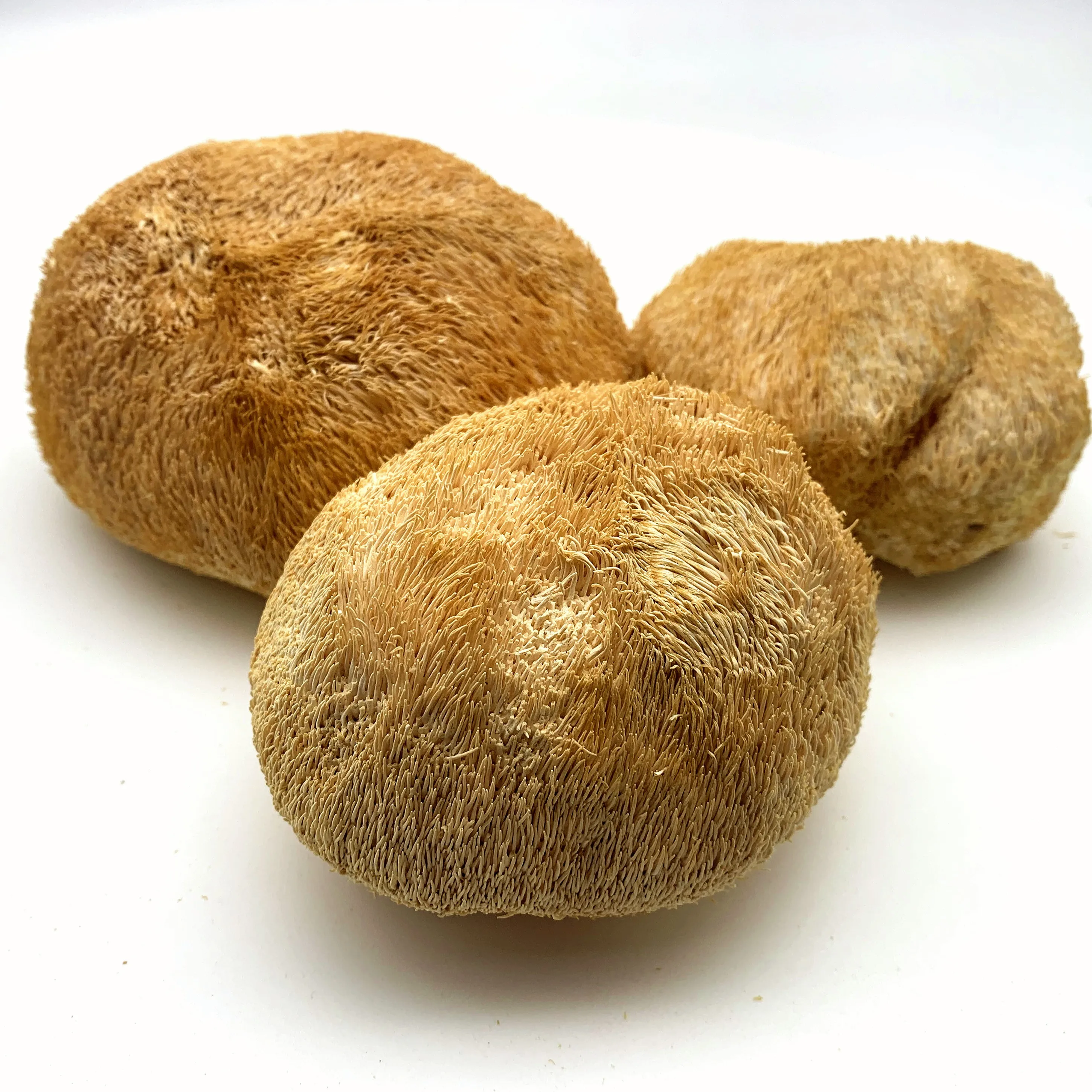 Высококачественный сушеный на воздухе гриб Львиной гривы/гриб Травяной/Размер: 8-15 см