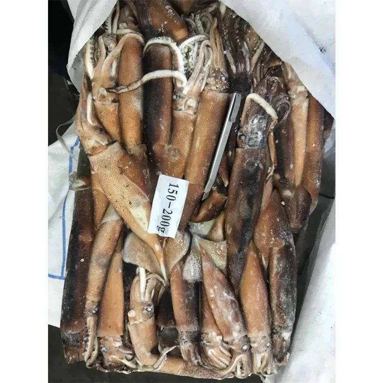 Recommend Wholesale High Quality Good Price Fresh Frozen Illex Squid With High Popularity