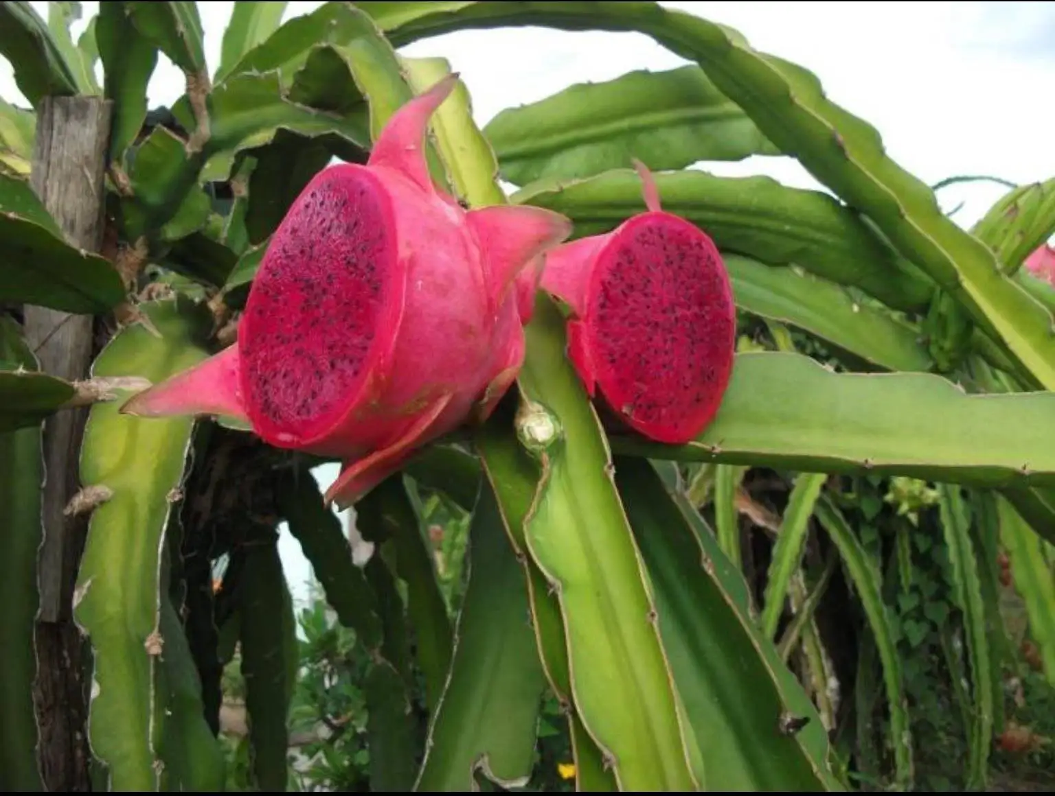 
Red/White flesh dragon fruit from Vietnam with great price, limited offer! 