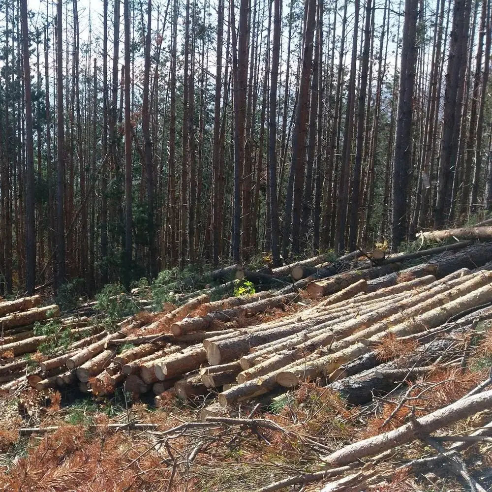 Круглые деревянные бревна ели