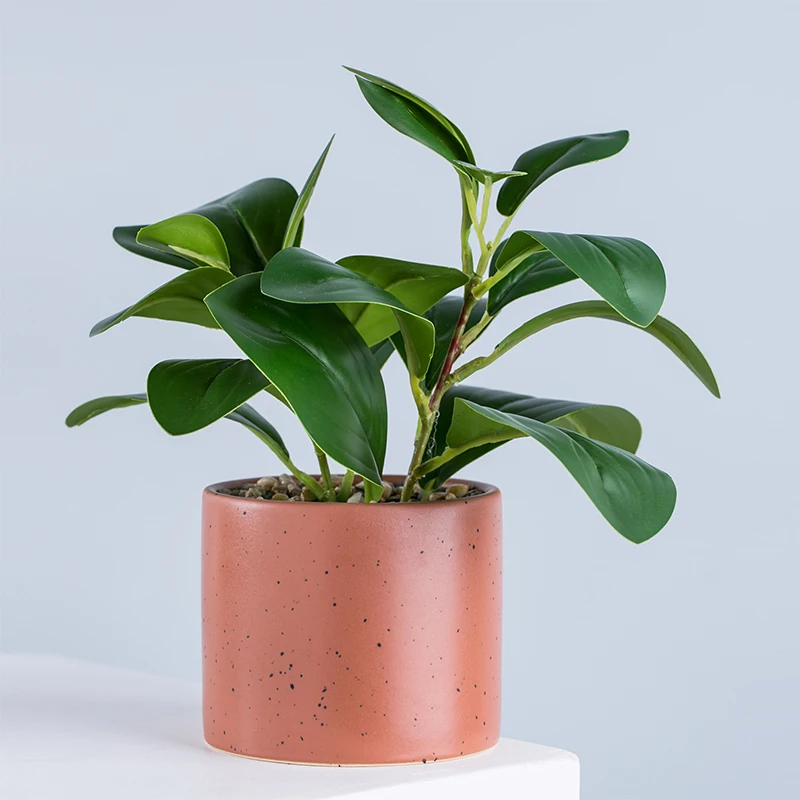 Искусственные растения фикус peperomia с керамическим горшком для дома уличного садового