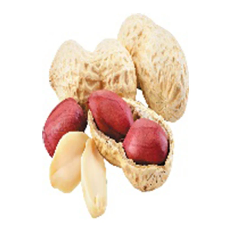 
high quality ground nut kernel 