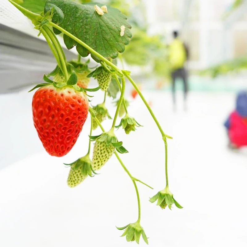 High quality Hydroponics Green Systems Greenhouse Strawberry Support Tomato Grow Containers Growing Equipment