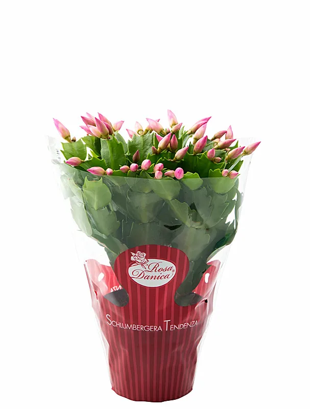 Упаковка свежих продуктов овощи CPP 0PP LDPE прозрачный пластиковый пакет для упаковки овощей фермерской фруктов