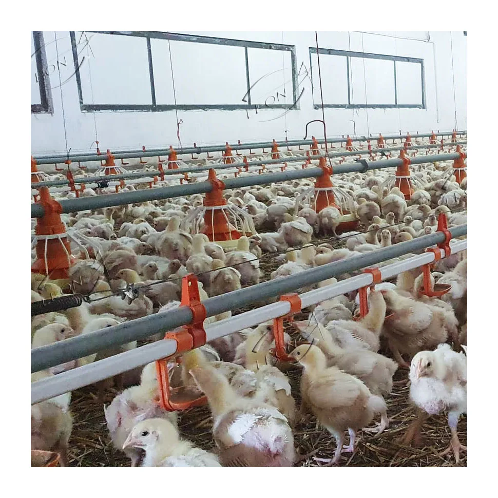 Cheap price automatic small equipment broiler chicken farm for sale
