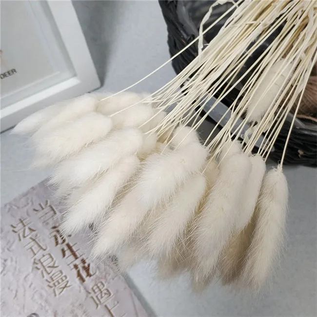 Best Selling Real touch dried flower wedding home decor colorful dry lagurus Ovatus Bunny rabbit tail grass
