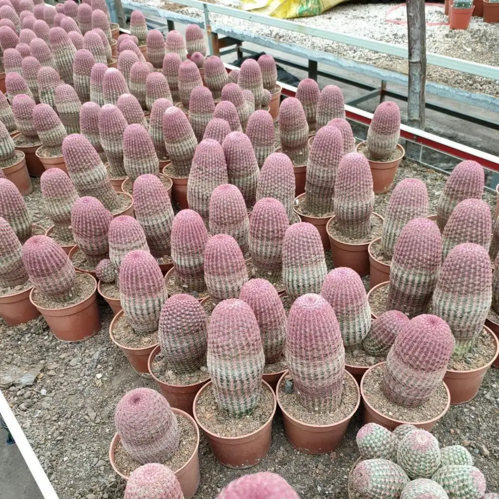 Hot sale indoor home office plantys live Rainbow cactus plant