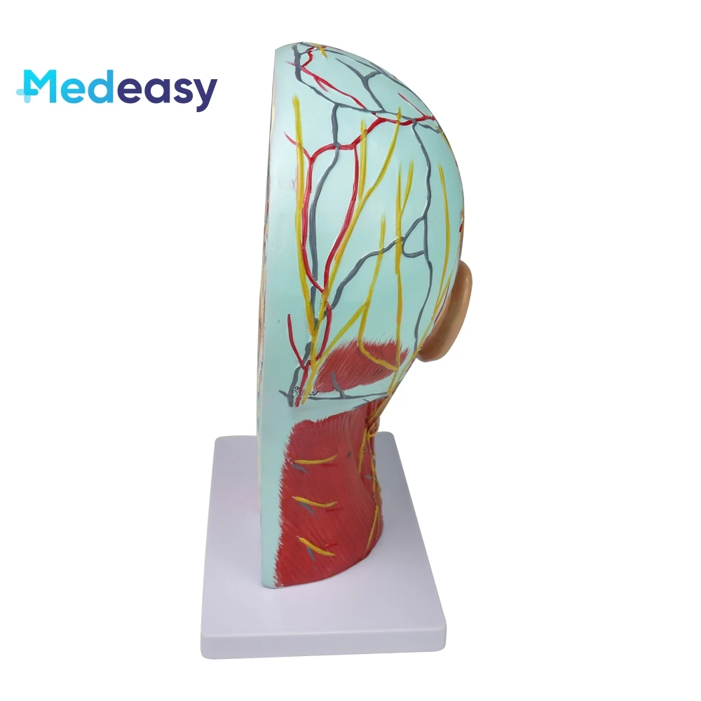Medical training human head anatomy model, head and neck neurovascular model