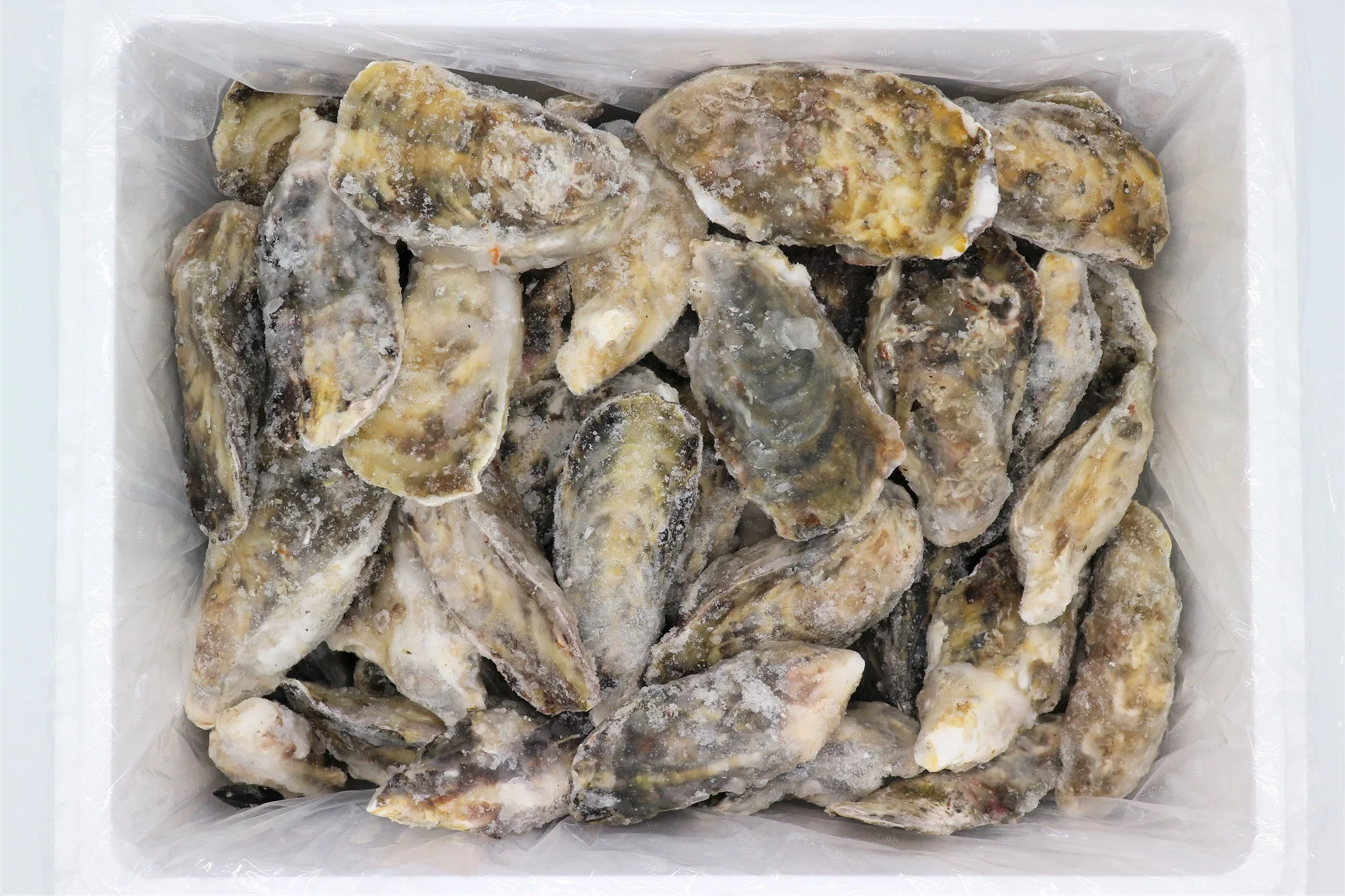 
Whole Shell Oysters Fresh Sea Frozen Half Shell Oyster For Health 