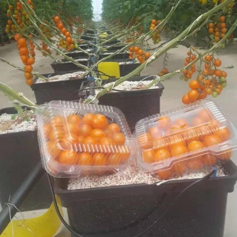 Разумная цена оптовая продажа пластиковое ведро для цветов 30x25x23 см с крышкой прозрачное голландское продажи