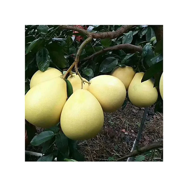 Fresh Fruit  Manufacturer Grapefruit Pomelo Healthy Grapefruit Best Quality Fresh Fruit Pomelo