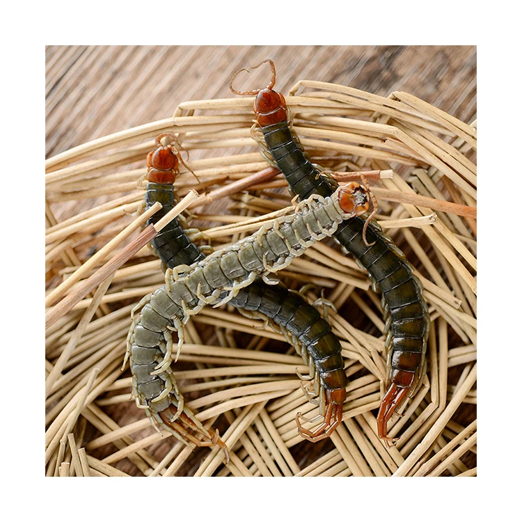 Корм для животных корм насекомых органический белок эко свежий сороконожка