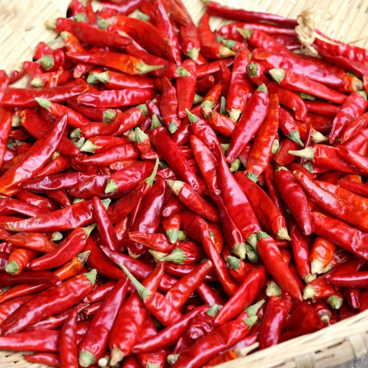 Fresh Red Green Chili Pepper with Best Quality and Good Price From China