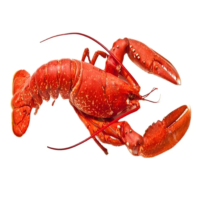 Frozen Lobsters For Sale / Seafood Fresh and Frozen Lobster