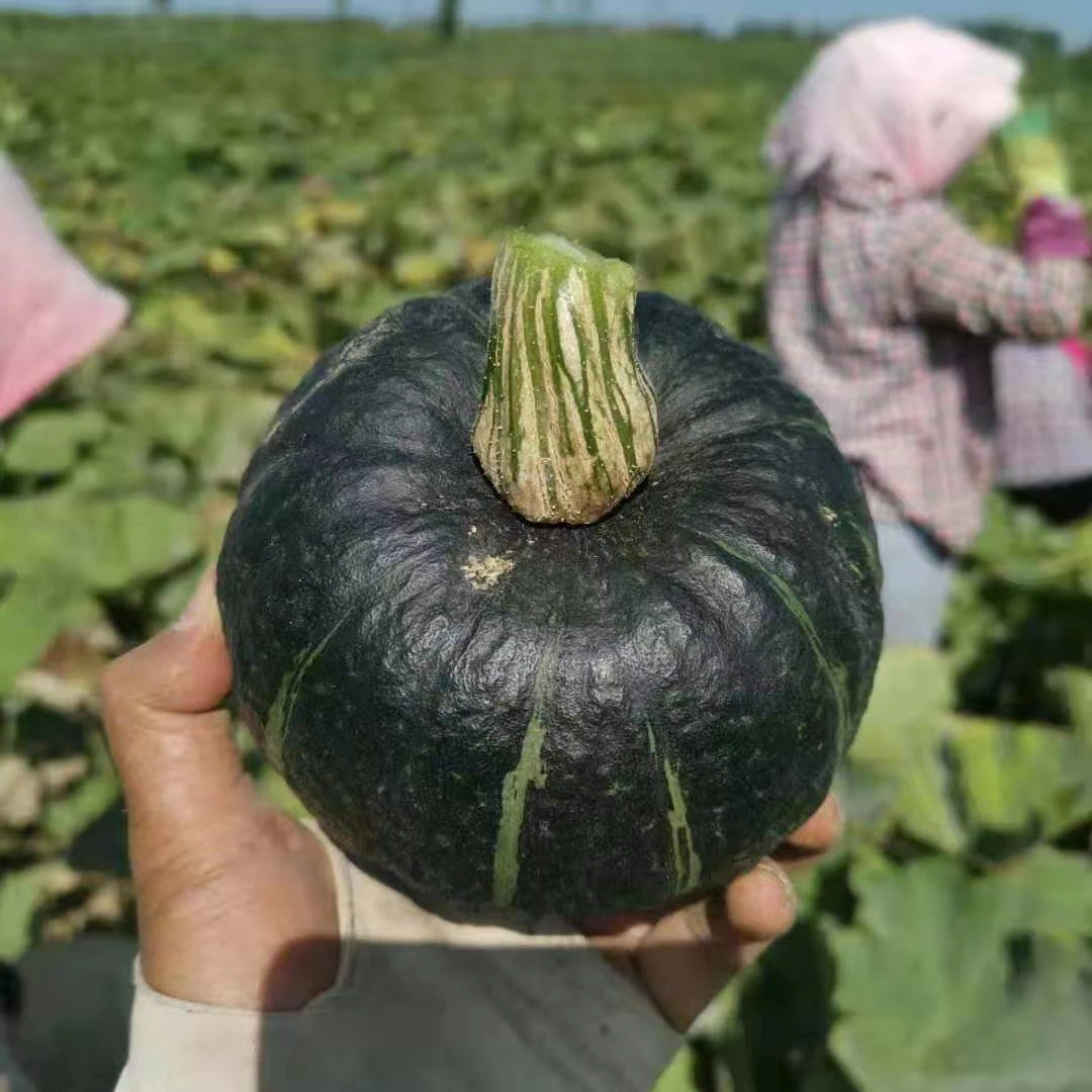 New product fresh vegetable sweet baby food 100% natural new picked green mini Beibei pumpkin