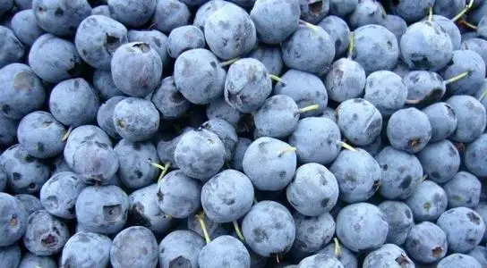 
frozen wild blueberry IQF wild blueberries 