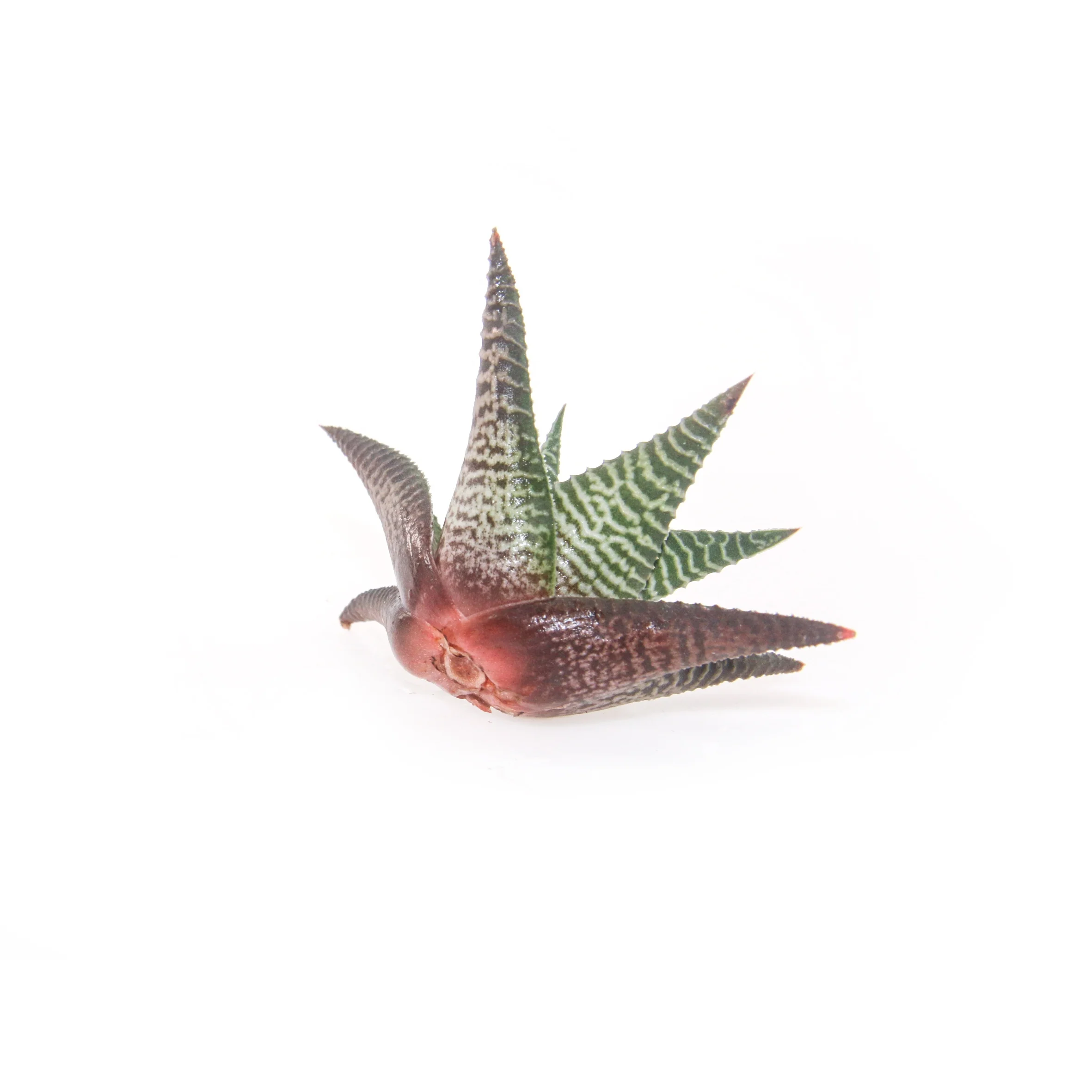  Комнатные и уличные живые суккуленты Haworthia limifolia для украшения