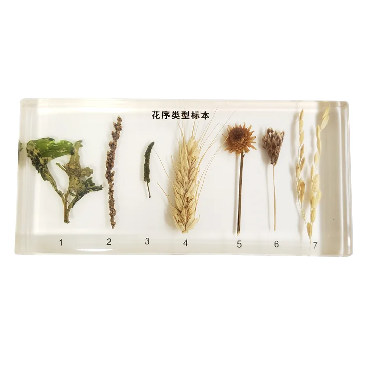 Inflorescence type and color preserving resin embedded specimen