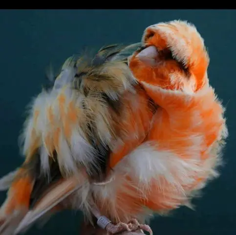 
GOULDIAN FINCH/YORKSHIRE BIRDS AVAILABLE WITH FREE CAGES 