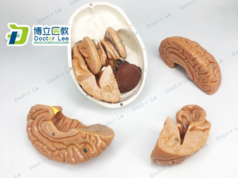 3 Parts Life Size Didactic Human Skeleton Skull with 8 Parts Brain Anatomy Model