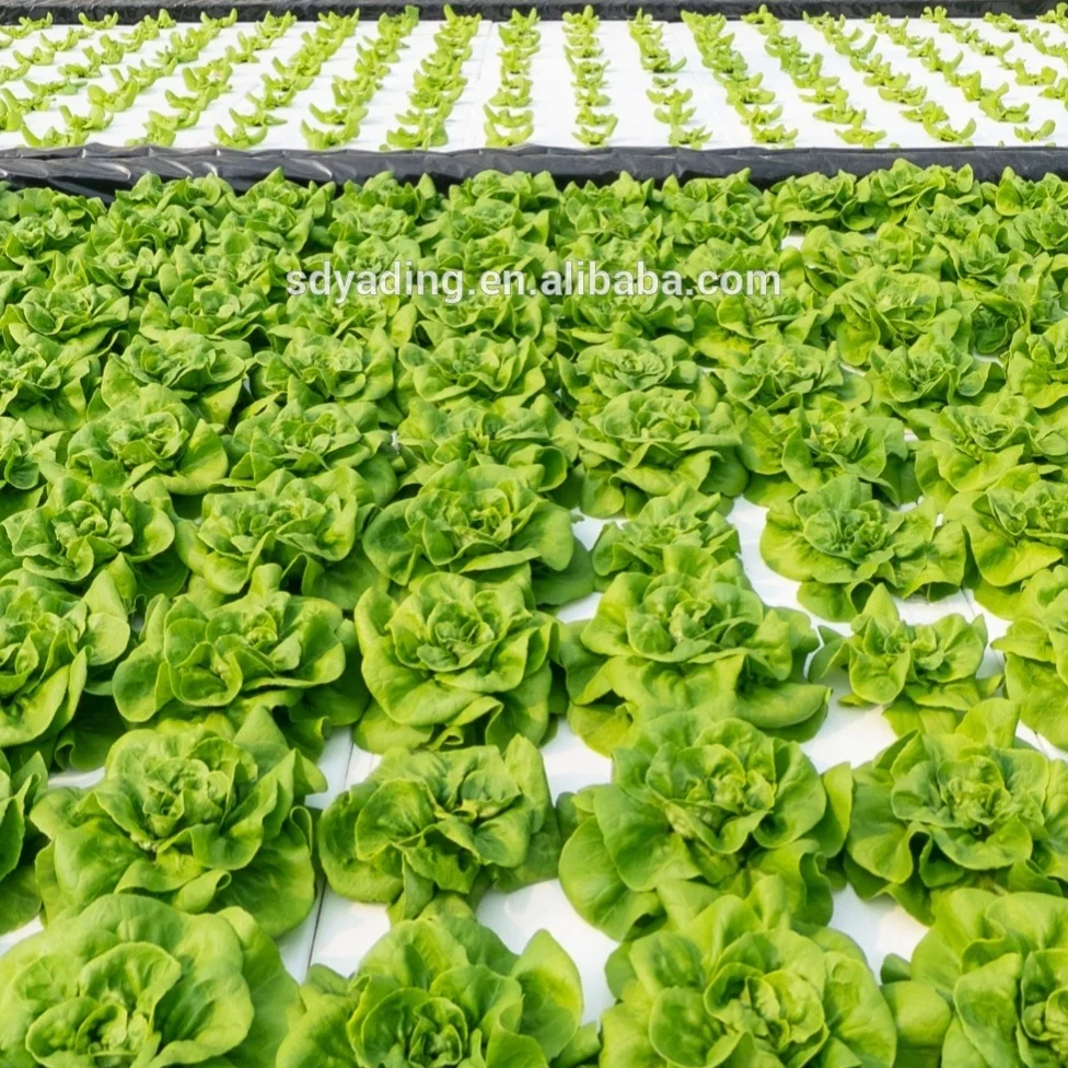 Agricultural NTF Hydroponic Growing System