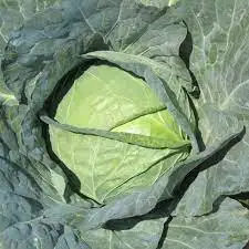 America Export 2021 Green Organic Food Vitamin Supplement Other Fresh Vegetable Patch Fresh Napa Cabbage For Sale