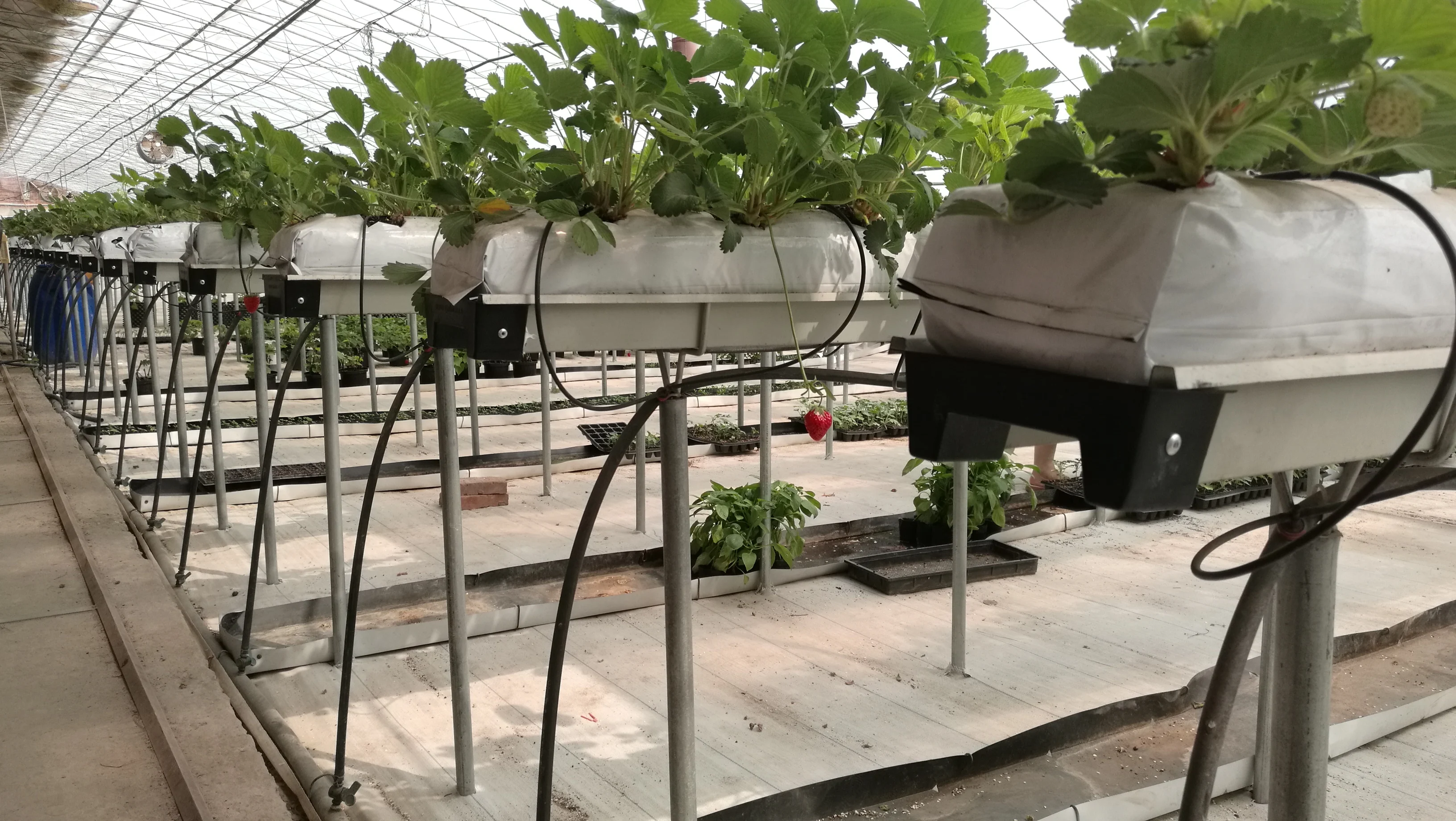 Berries Grow Without Soil Hydroponic Strawberries Farming Best Cultivation System