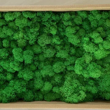 
Beautiful Multicolored preserved moss for Plant wall decorative for home decoration 