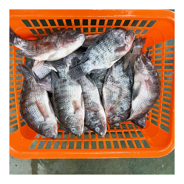 Sea Foods and Frozen Foods Fish Frozen Tilapia Supplier with Good Price