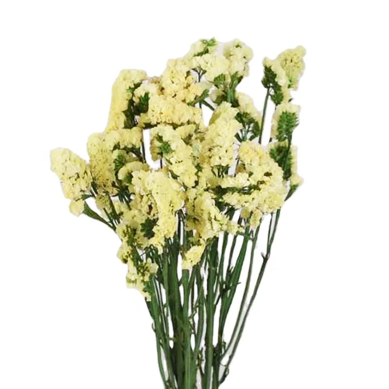 
hot sale 2020 Natural preserved flower Forget Me not Dried Myosotis Flower For Girlfriend Eternal flower 