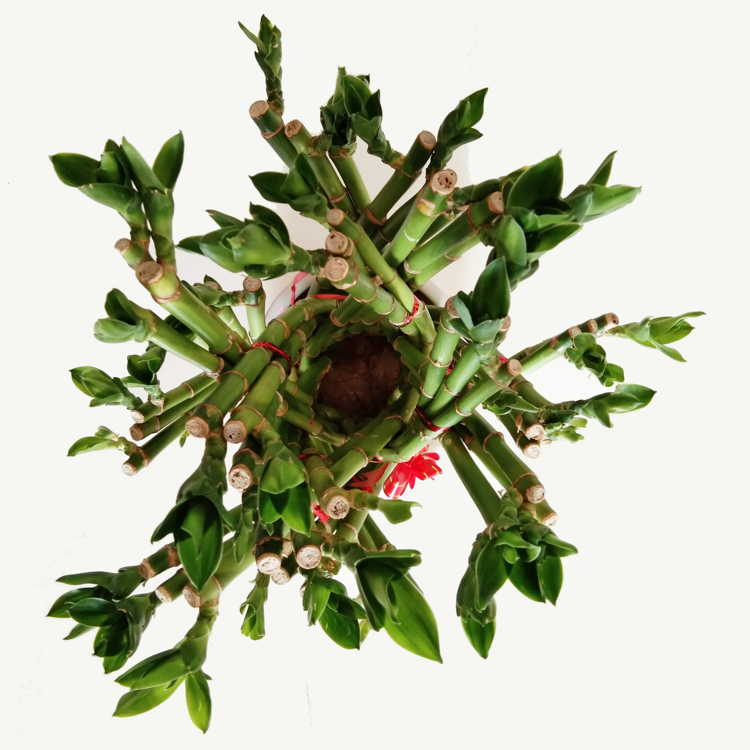 Indoor basket Bamboo lucky Bonsai Nursery Garden Plant