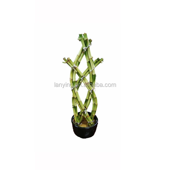 
Spiral lucky bamboo natural aquatic ornamental plant 
