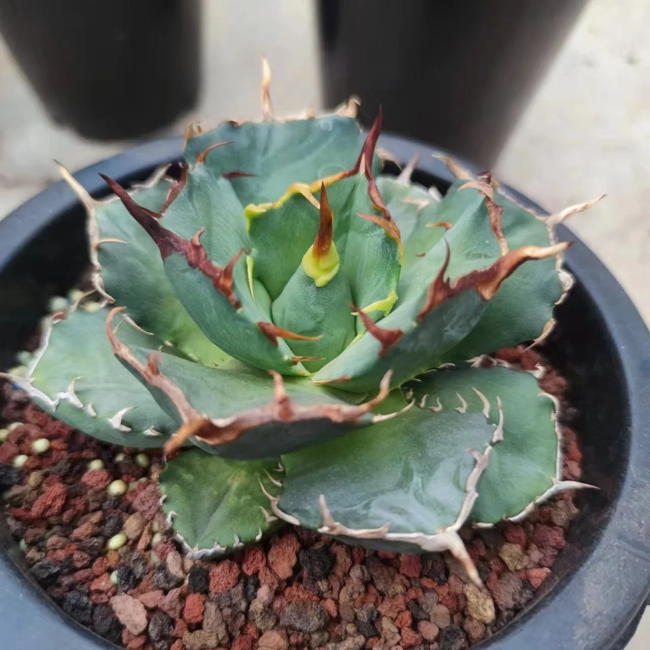Agave Titanota 'White whale' Seedlings Indoor High-quality Plants for Wholesale Ornamental Plants for Nursery