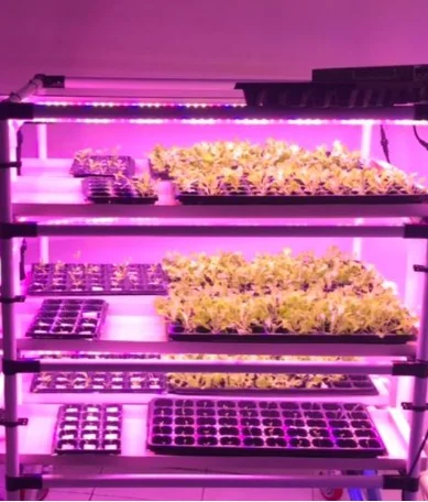 Complete Microgreen Growing System Set LED Grow Lights and Indoor Vertical Farm NFT Automated Hydroponic System