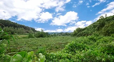 Порошок экстракта листьев Bearberry Uva Ursi P.e. Экстракт Уфа урси с урсоловой кислотой