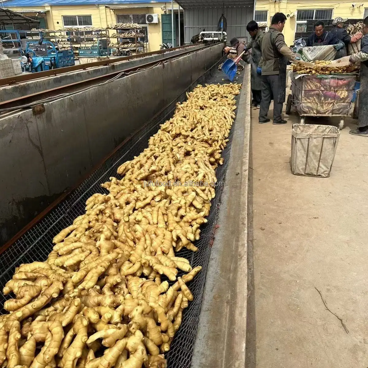 buy and import 2024 fresh ginger/ ginger for sale ginger price in china