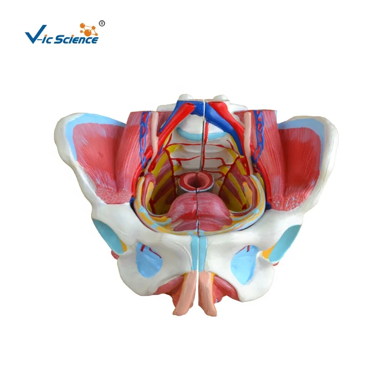 Медицинская наука обучающая модель женского таза