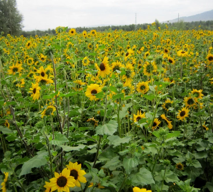 Hot Sale Helianthus Annuus flower Seeds For Growing