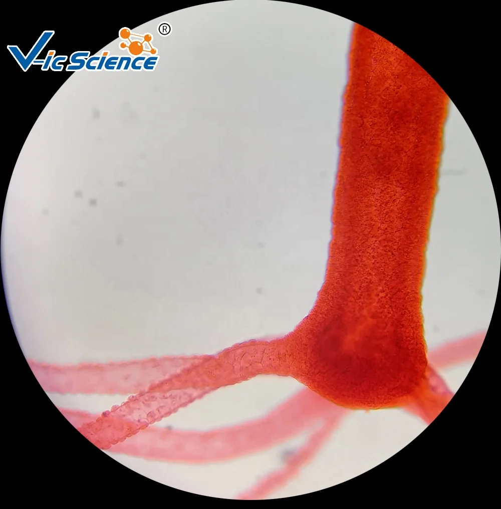 Supplying Hydra Bud Microscope Accessories Prepared Microscope Educational Slides