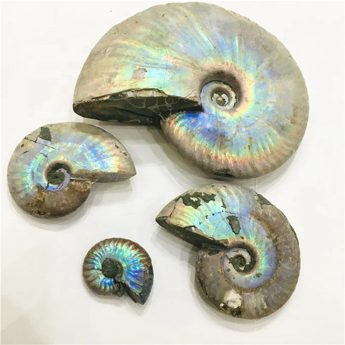 Wholesale rainbow shiny ammonite snail conch fossil for home decoration