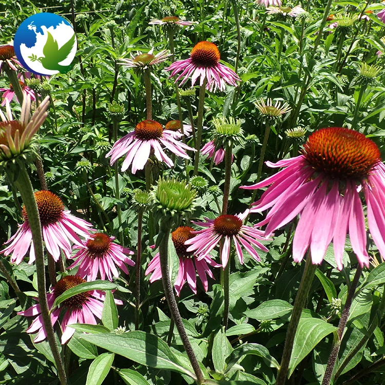 
Purple Echinacea Coneflower Ornamental Flower Seeds Echinacea Purpurea Flower Bulbs Plant Seeds 