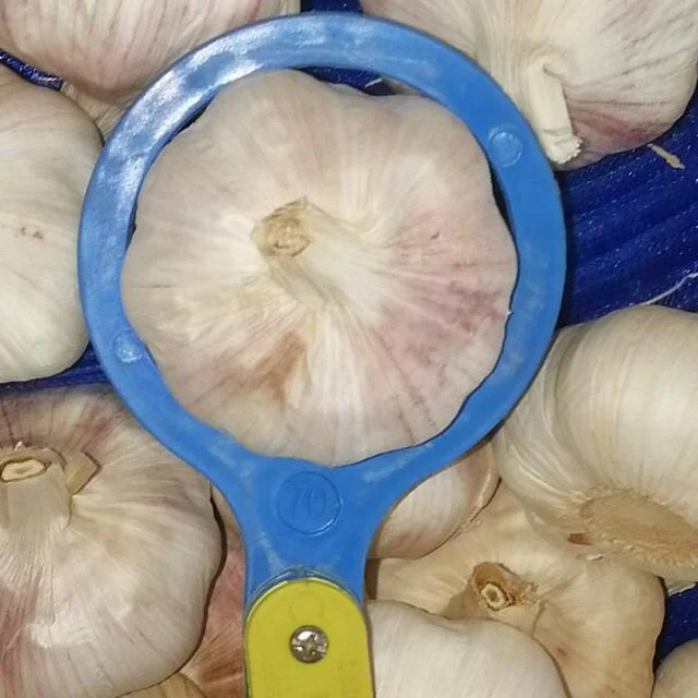 2022 wholesale bulk price Garlic seeds fresh
