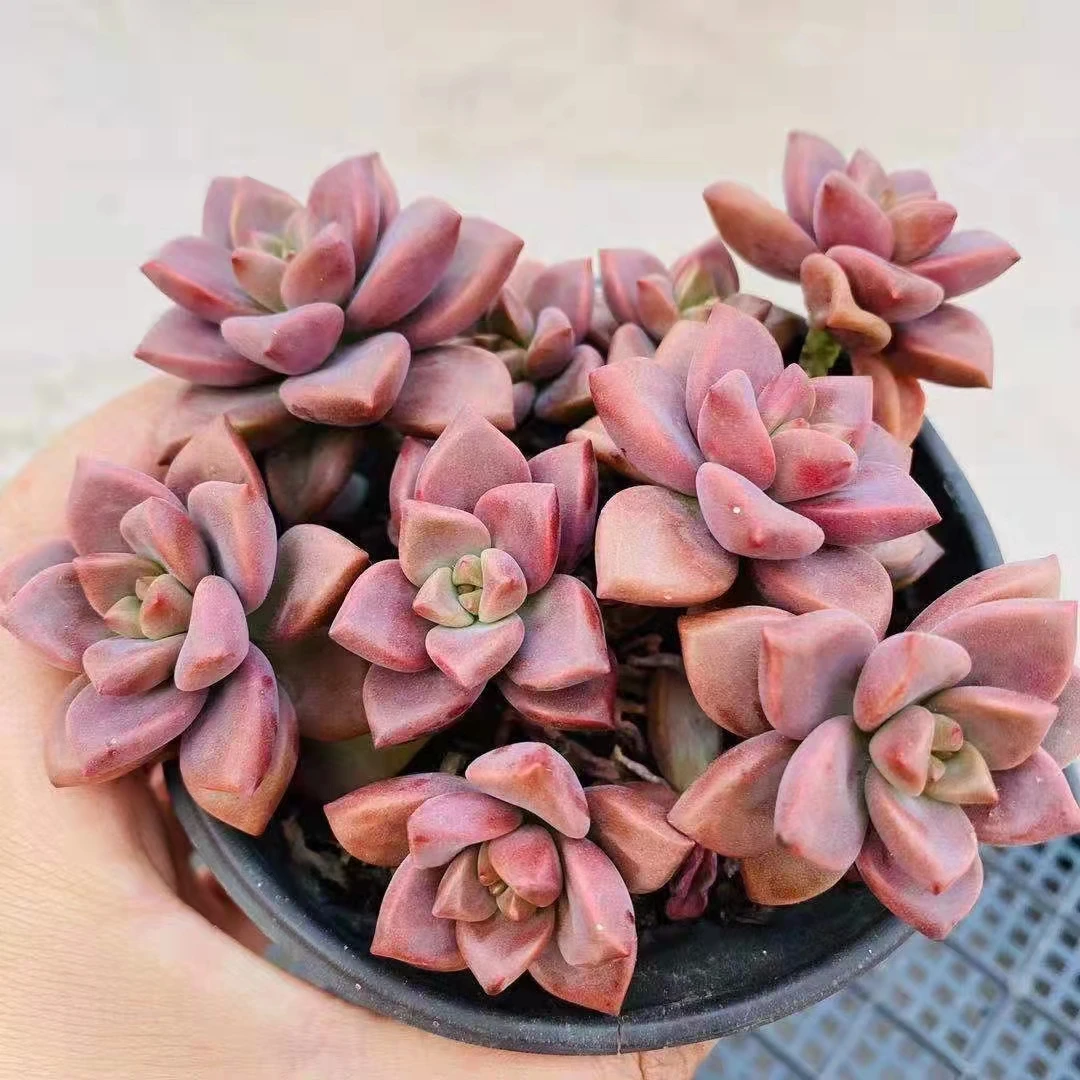 Оптовая продажа, Недорогие Декоративные искусственные мини-суккуленты в наличии