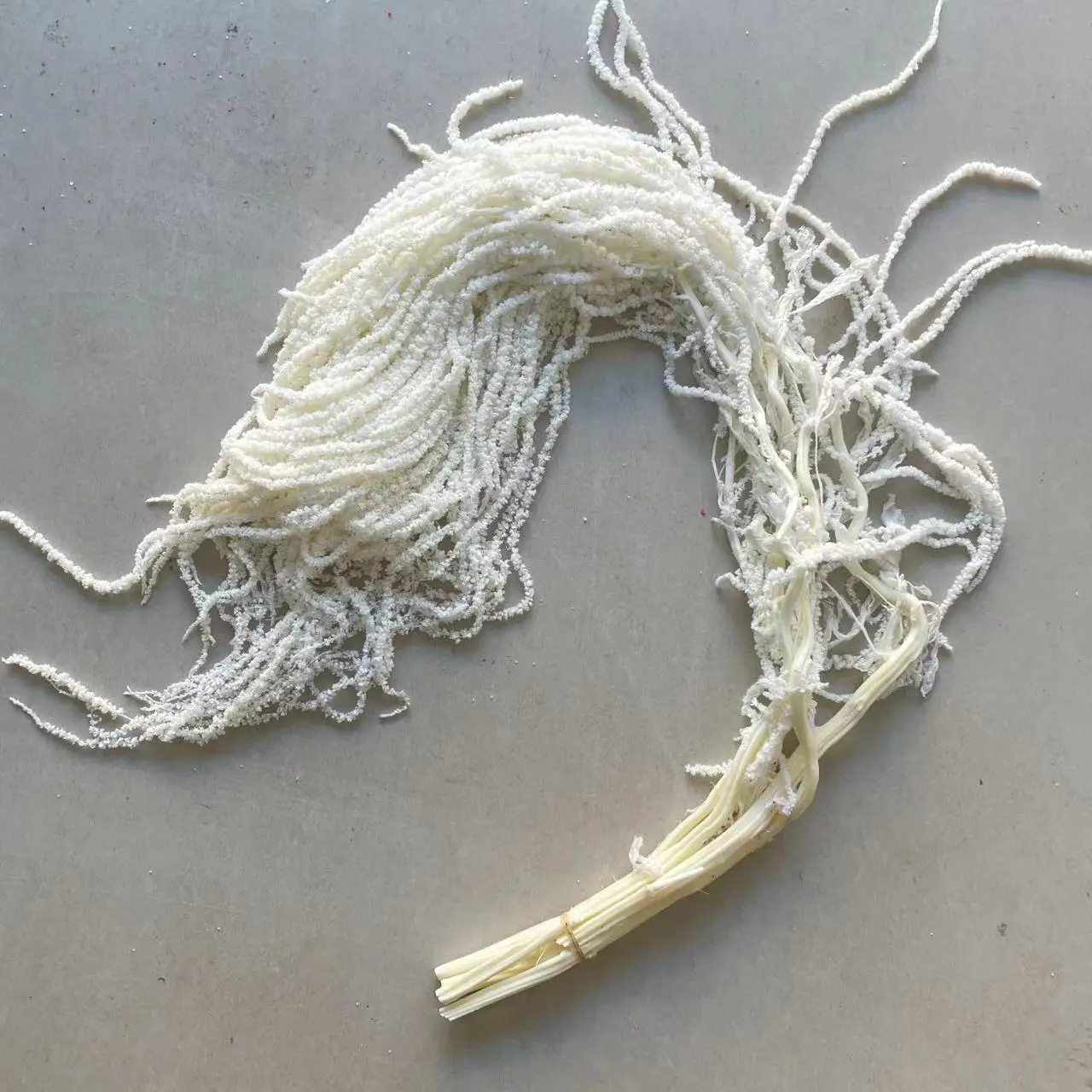 `Everlasting Preserved Amaranth Hot Selling Eternal Amaranthus spp Flower Hang Flowers