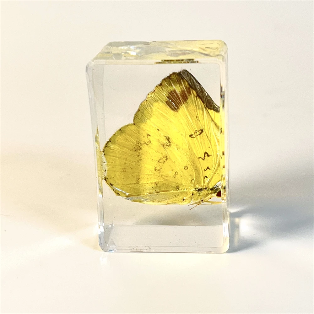 Butterfly specimen resin crafts insect Real Insect resin crafts Amber Handicraft Acrylic Crystal Paperweight