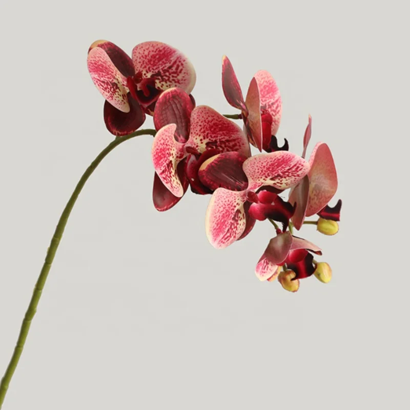 Environmentally friendly plastic phalaenopsis potted for home decoration