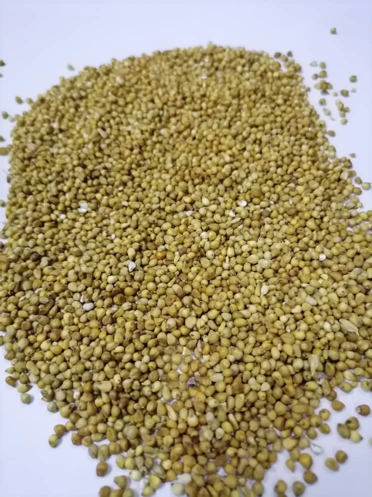 Best Quality Natural Organic Millet Seed at Competitive