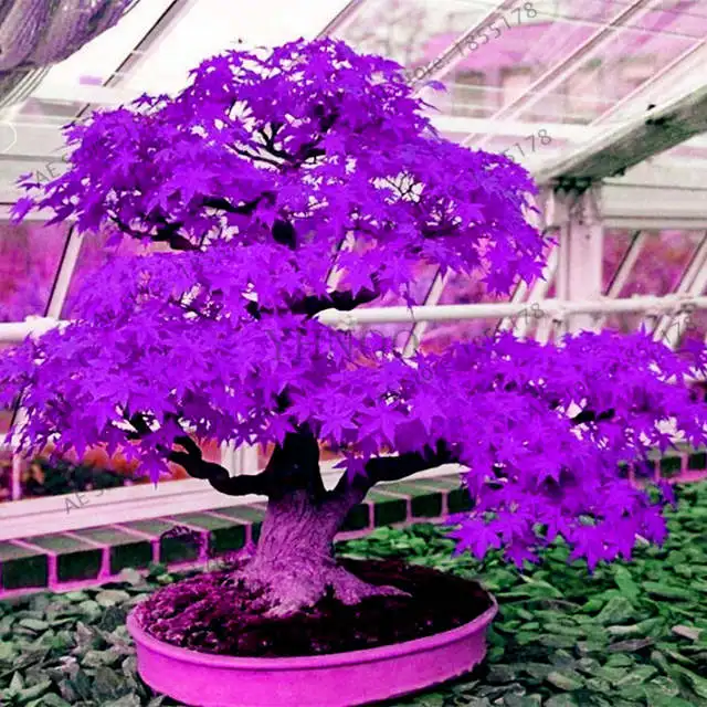 
Acerpalmatum Seeds Hong feng Best price bulk Acer palmatum seeds Acer rubrum Japanese Maple tree seeds for 