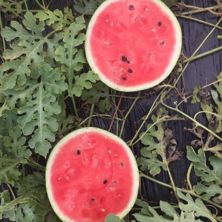 
Wholesale price bulk summer fresh organic watermelon for sale 
