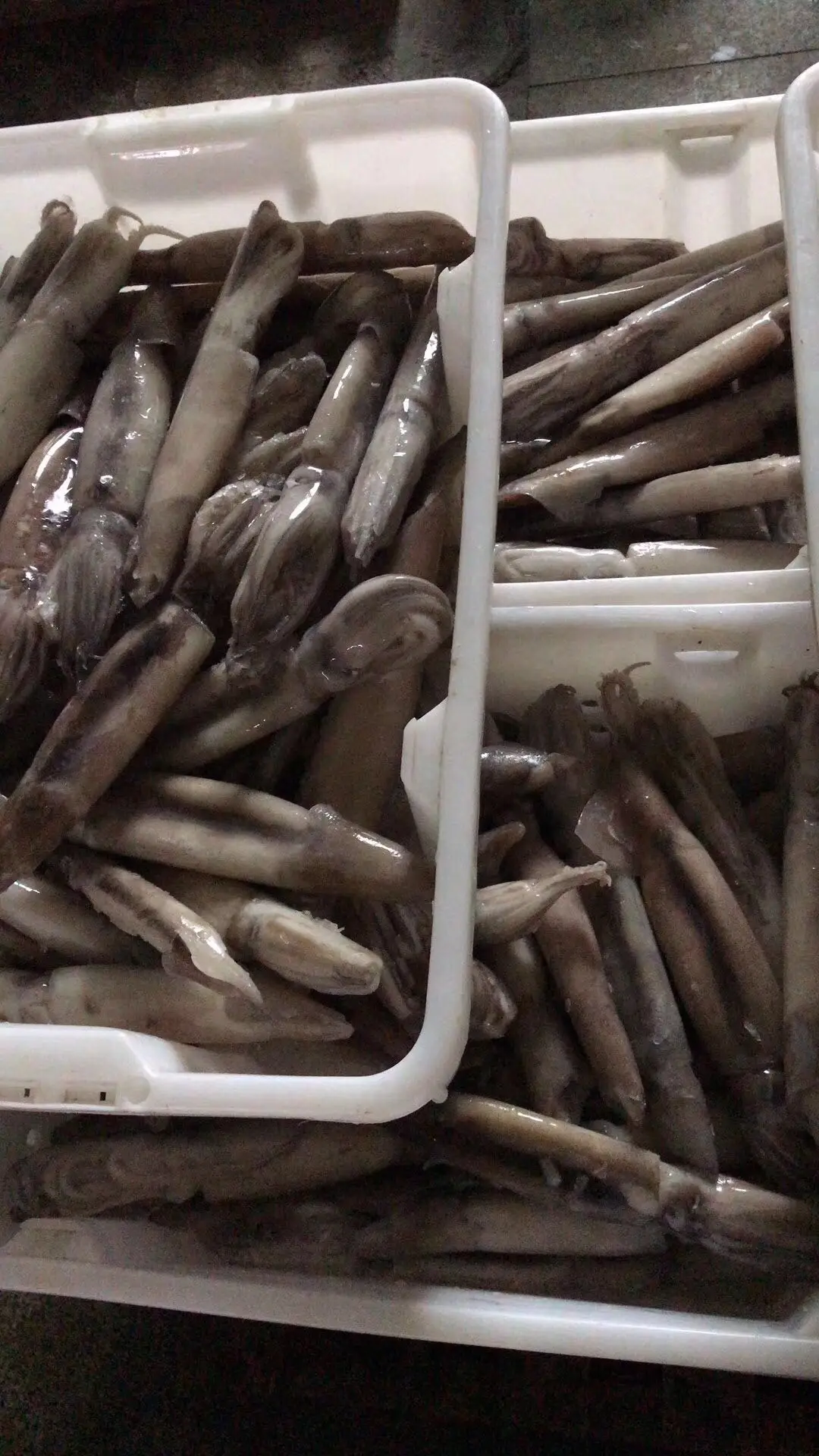 Recommend Wholesale High Quality Good Price Fresh Frozen Illex Squid With High Popularity